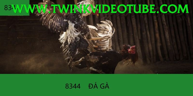 Đá Gà Trực Tiếp - Trải nghiệm tuyệt vời